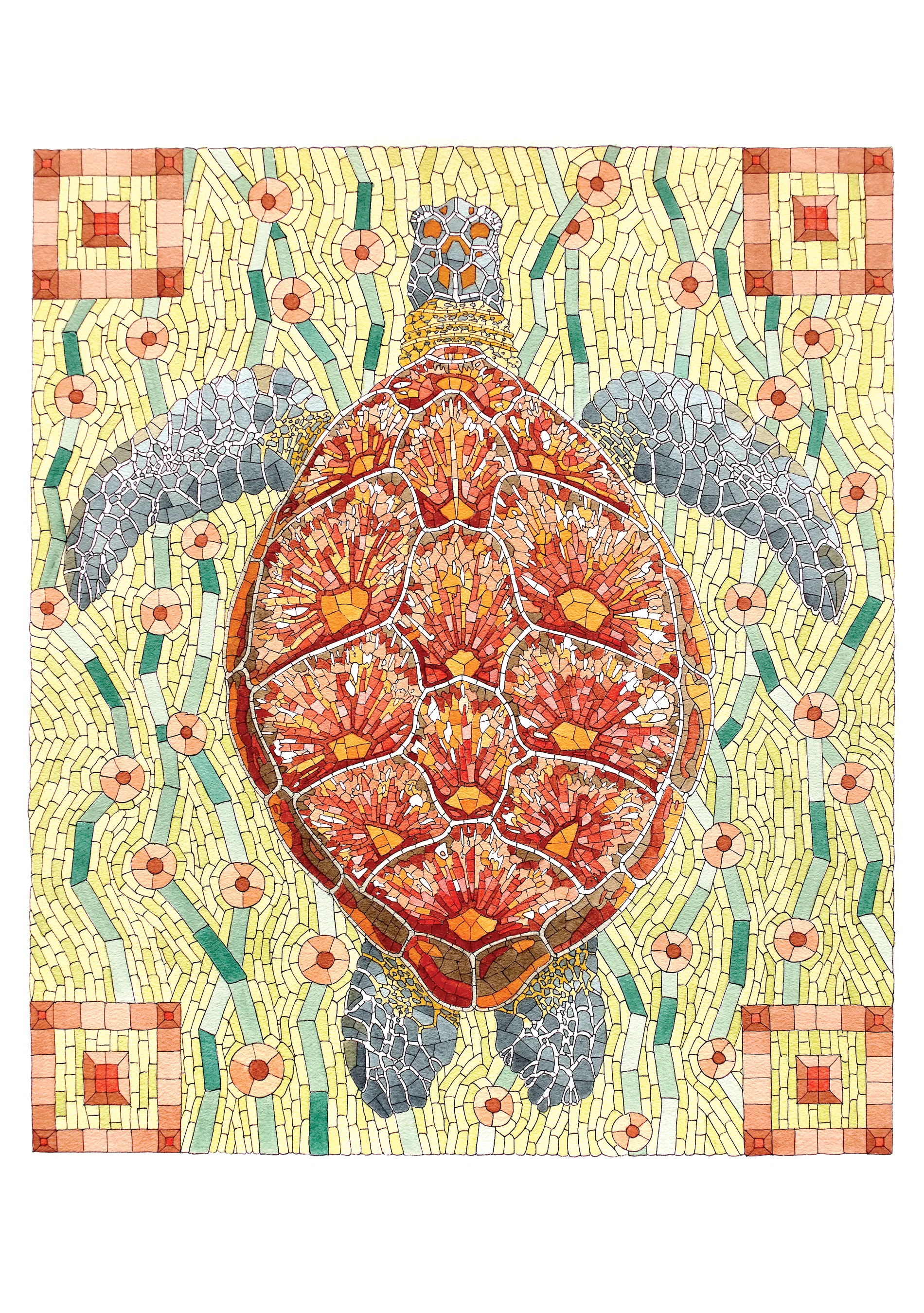 David Cohen: Sea Turtle Notecard