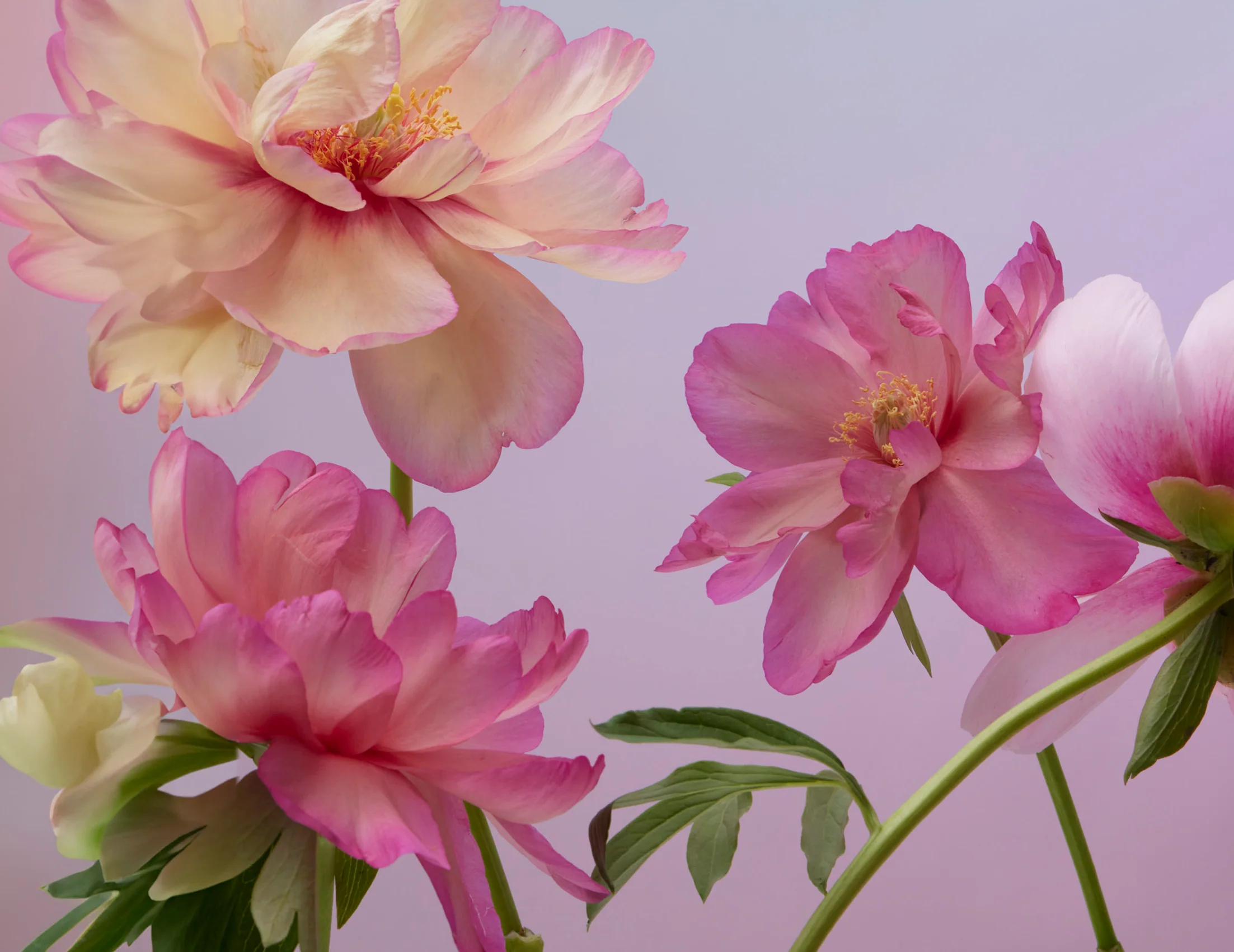 Doan Ly Flowers Keepsake Boxed Notecards - Image 3
