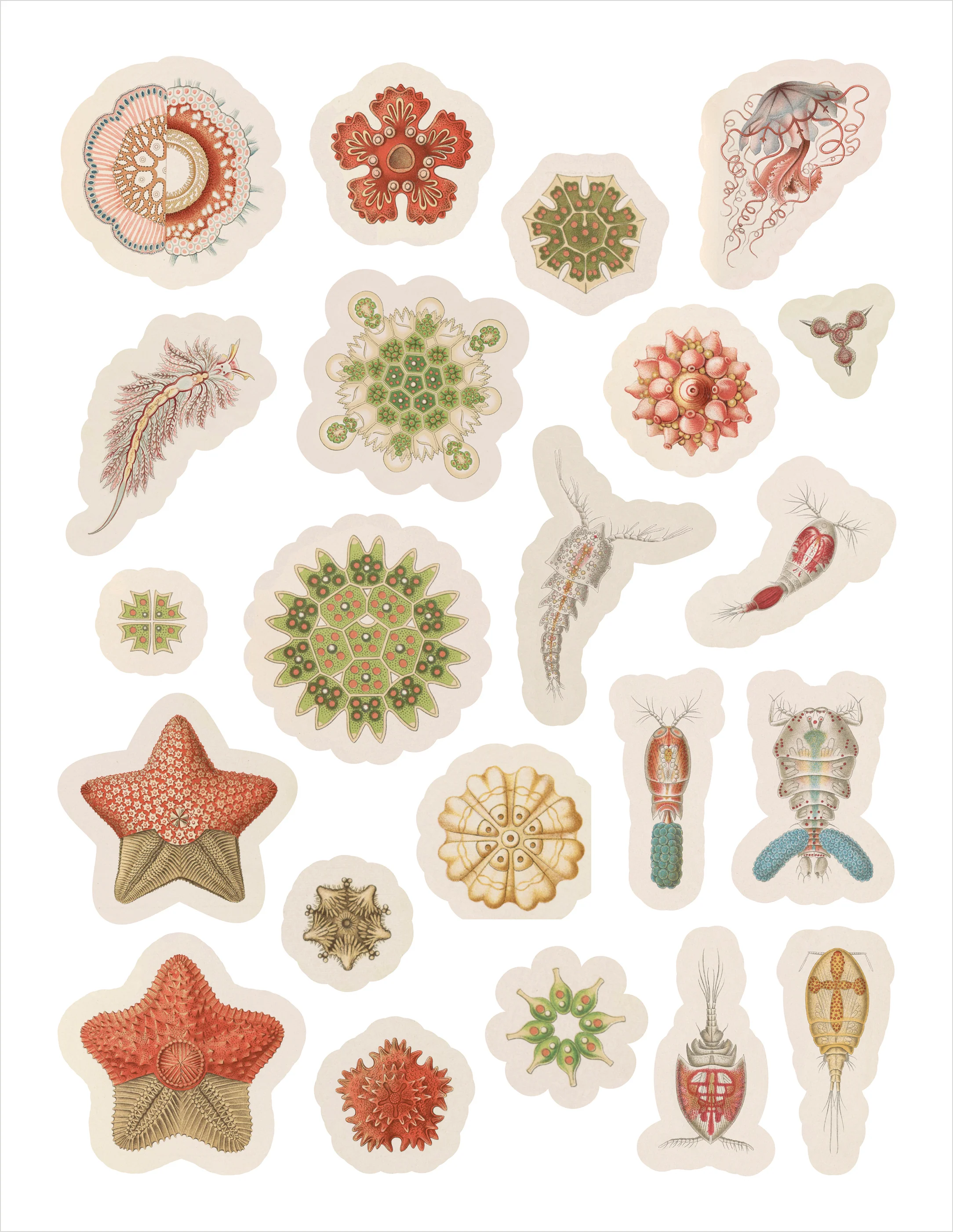 Ernst Haeckel: Art Forms in Nature Sticker Book - Image 3