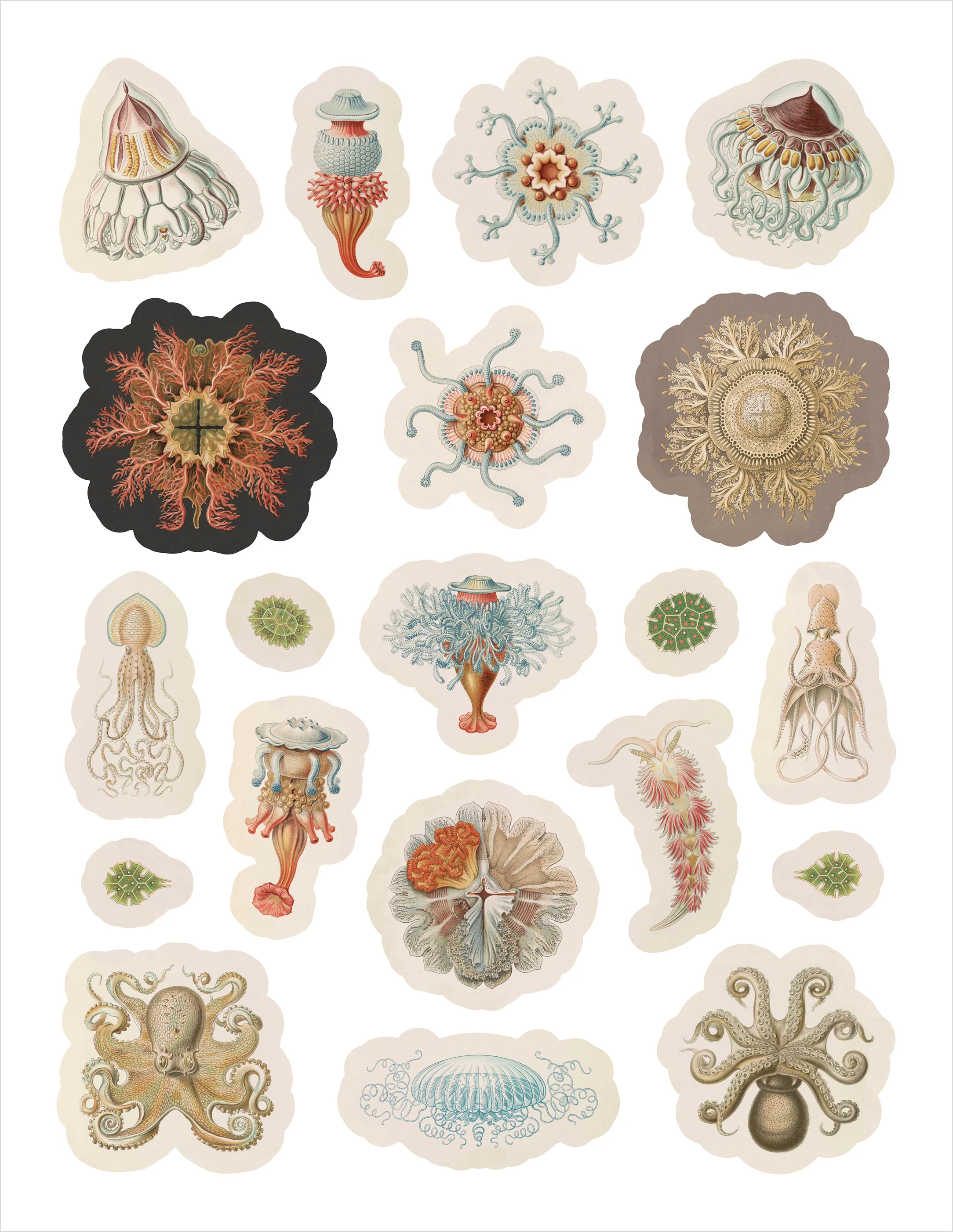 Ernst Haeckel: Art Forms in Nature Sticker Book - Image 4