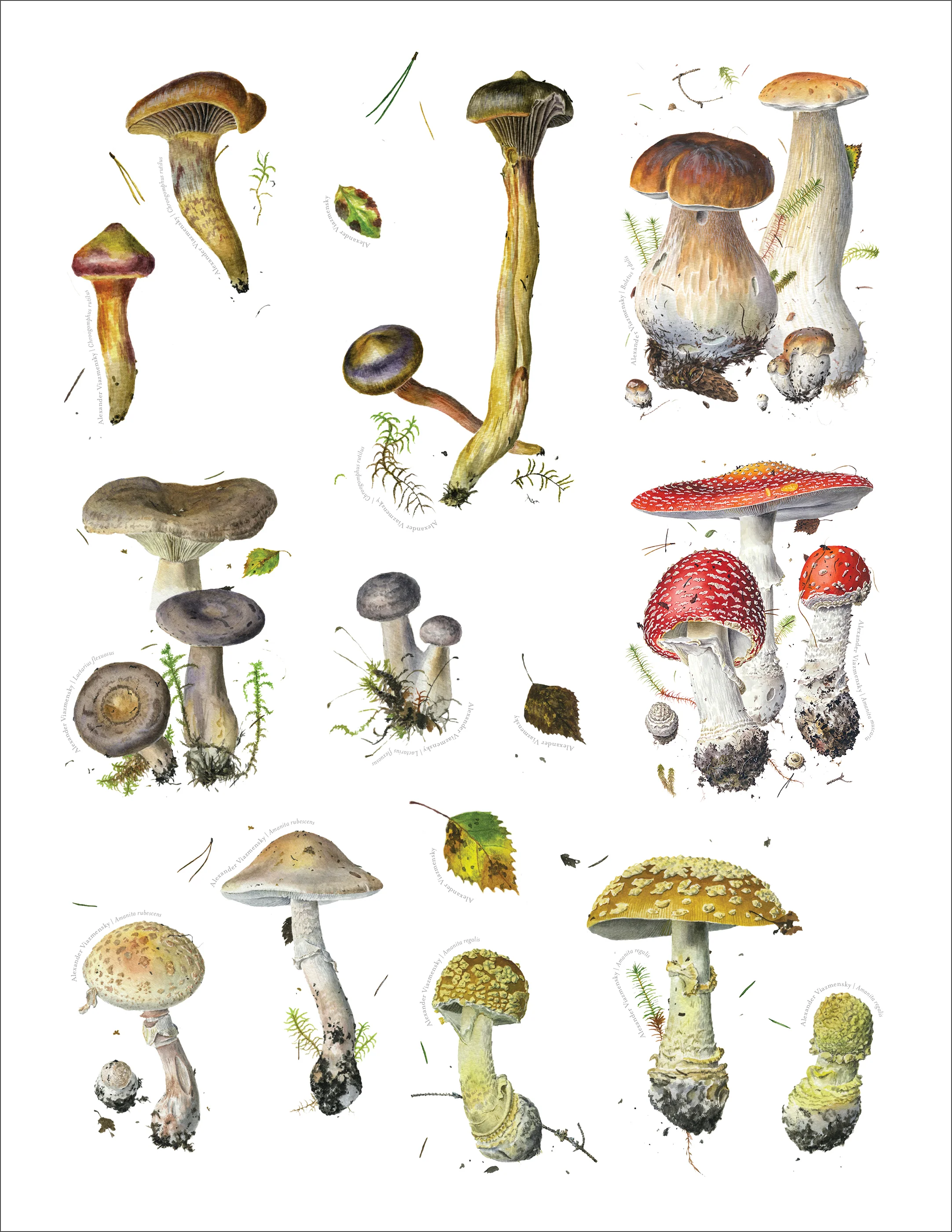 Mushrooms: Alexander Viazmensky Sticker Book - Image 4
