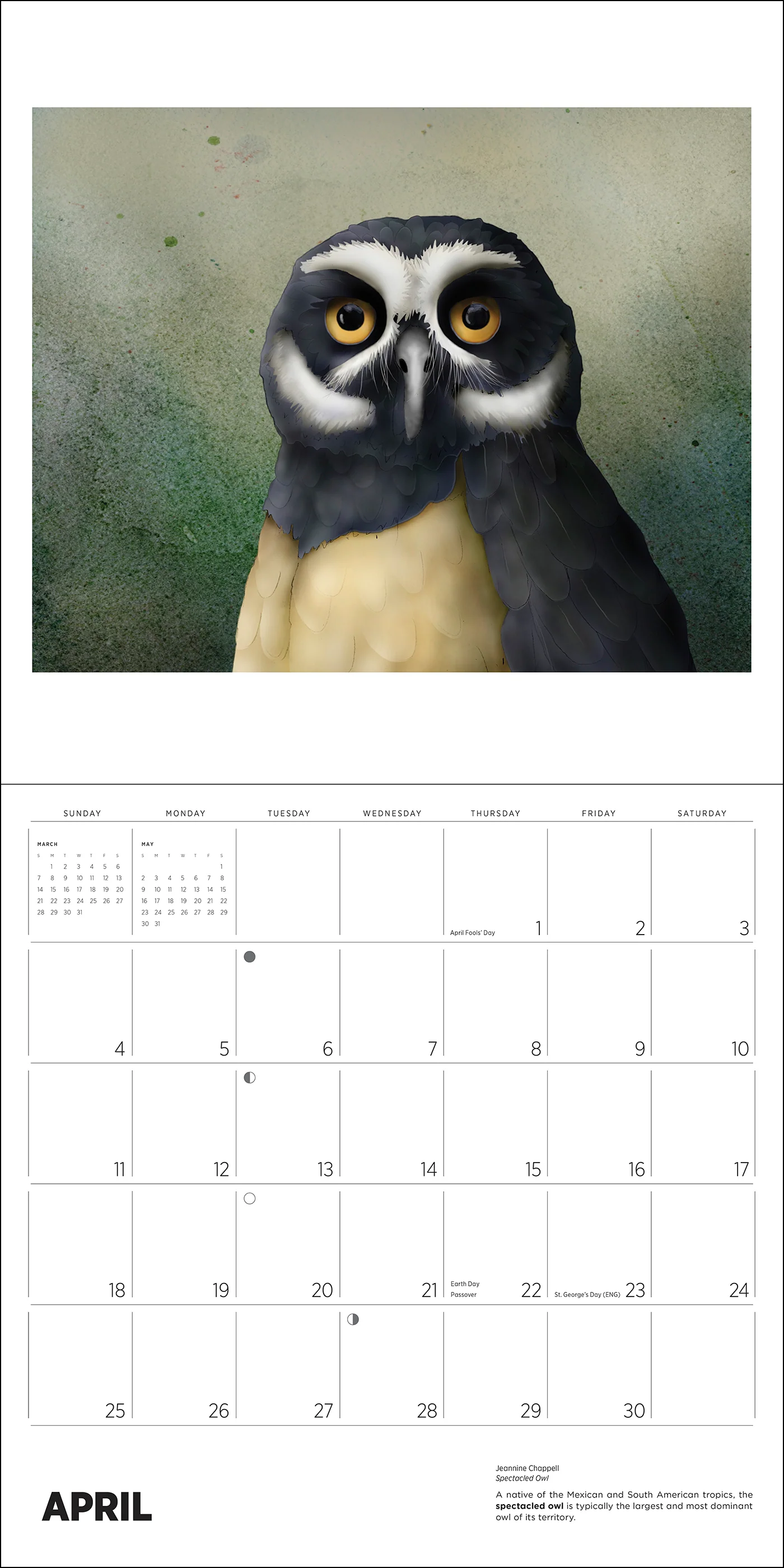 Owls: Jeannine Chappell 2027 Wall Calendar - Image 5