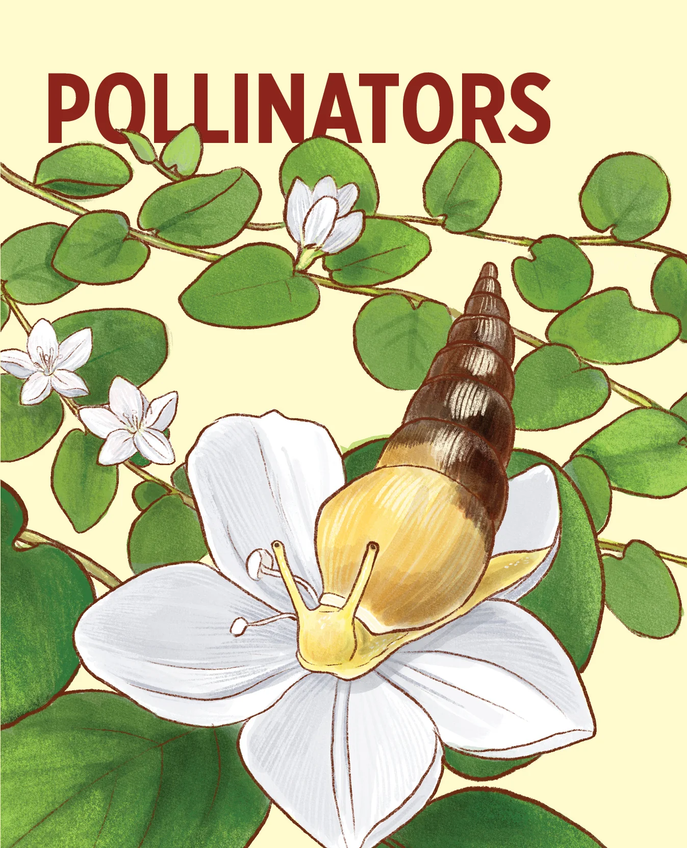 Pollinators Knowledge Cards - Image 2