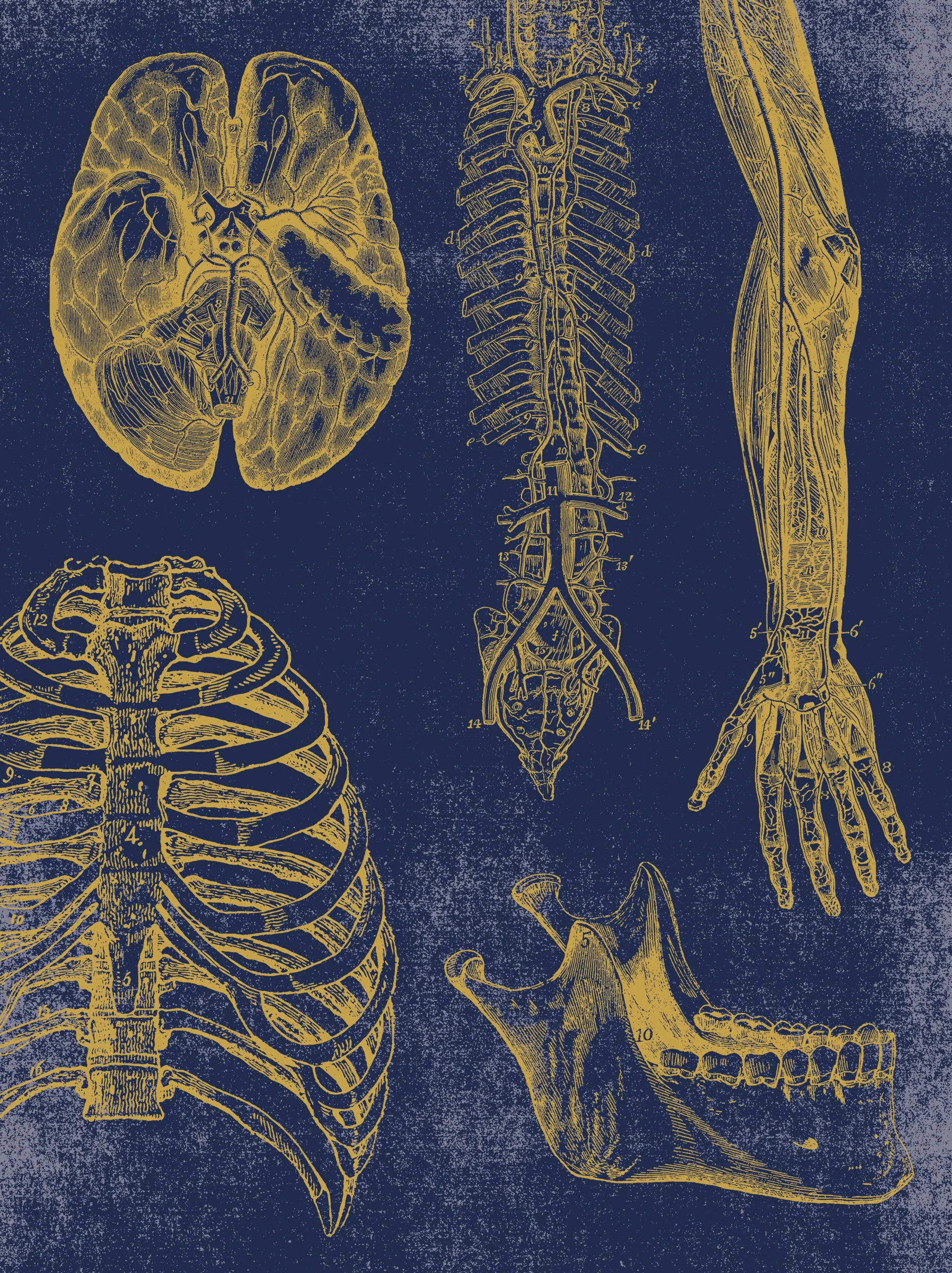 Vintage Anatomy Slipcase Boxed Notecards - Image 10