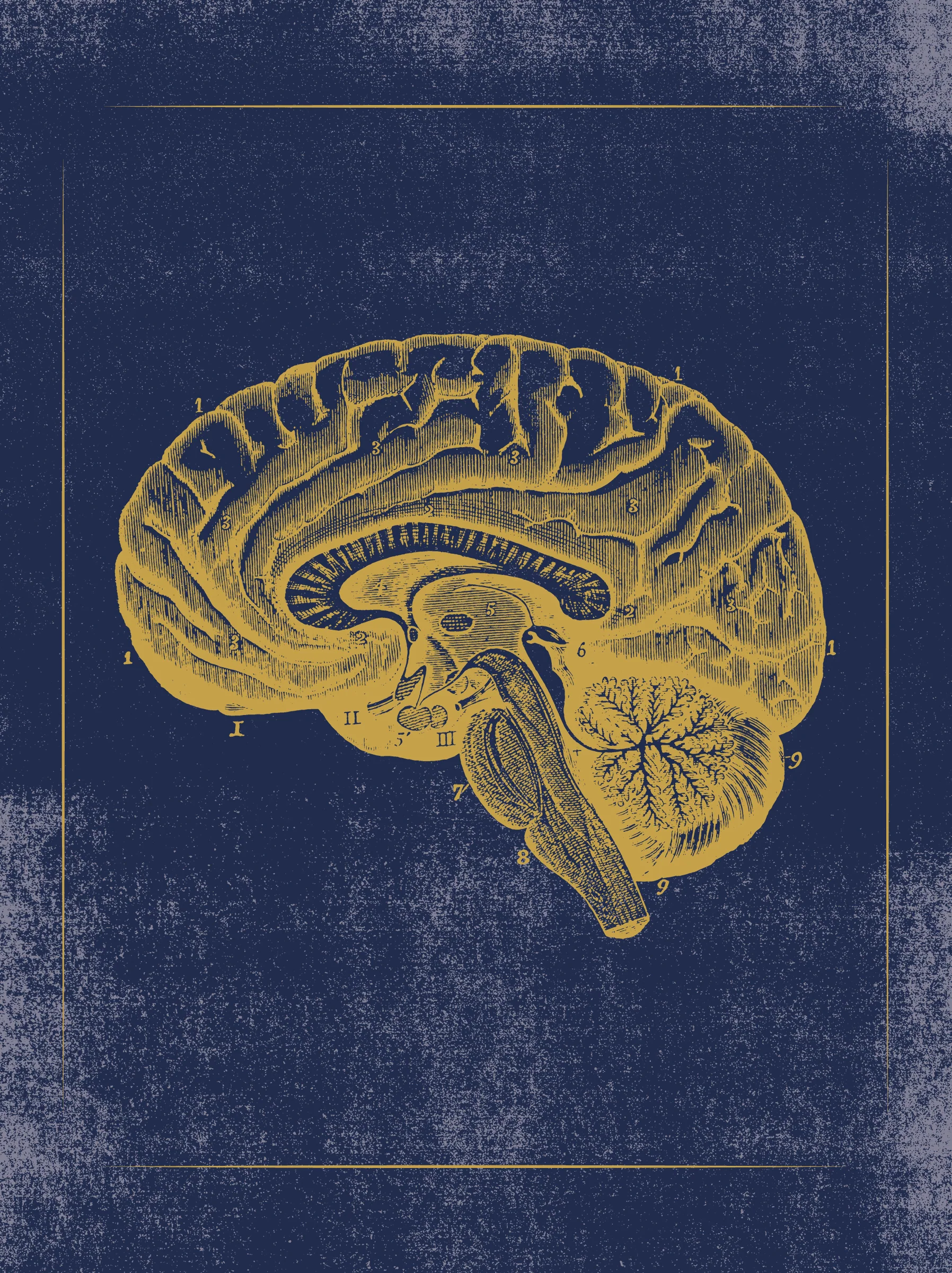 Vintage Anatomy Slipcase Boxed Notecards - Image 6