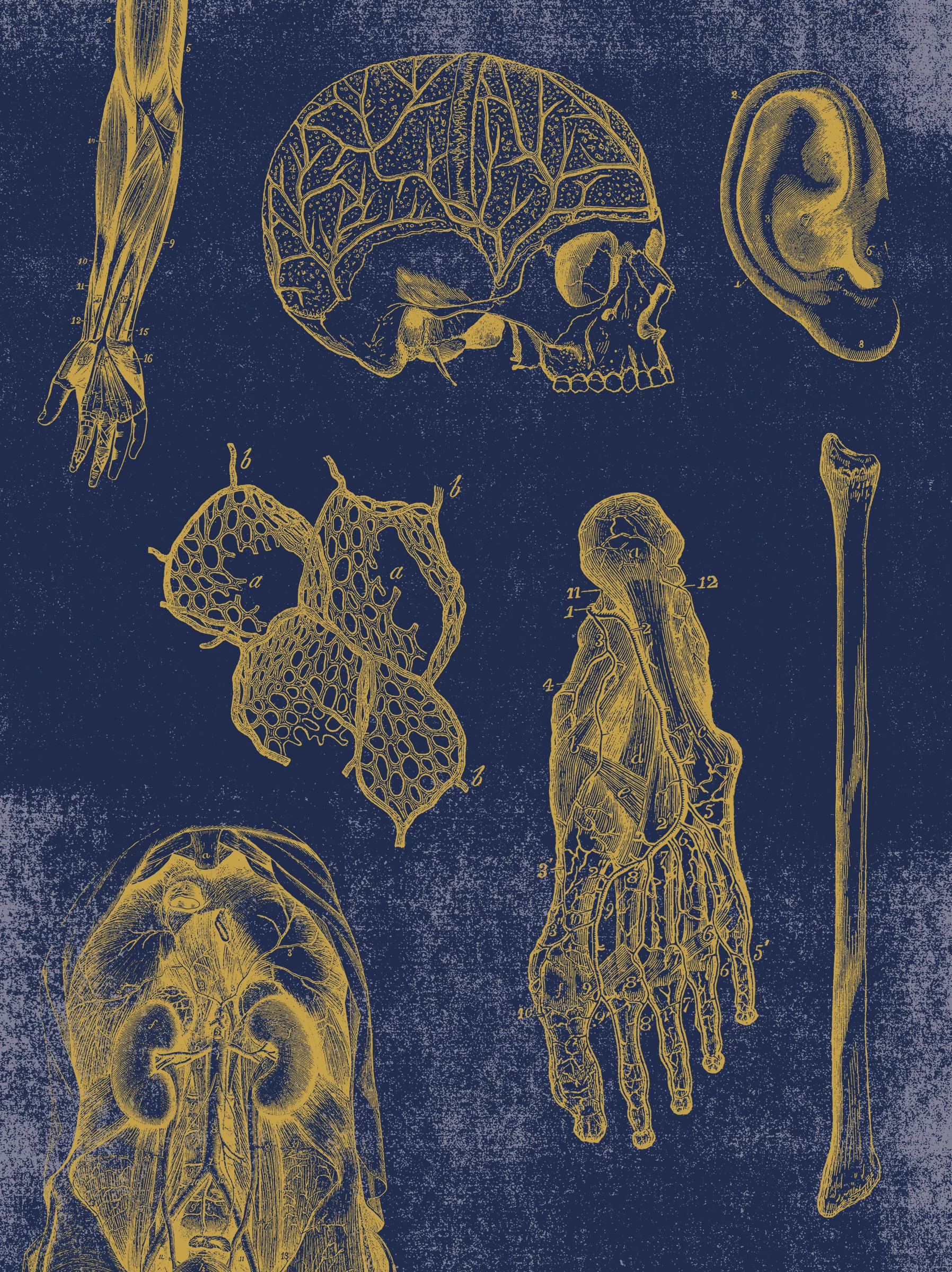 Vintage Anatomy Slipcase Boxed Notecards - Image 9
